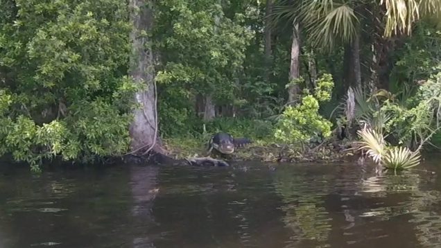 Gator Ready to Attack