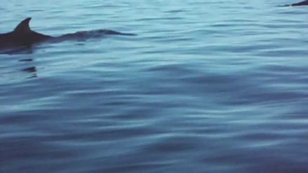 seadoo et baleine