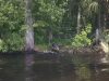 Gator Ready to Attack
