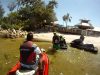 Manatee