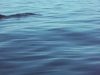 seadoo et baleine