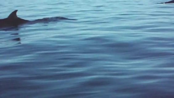 seadoo et baleine