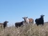 Twists, Turns, Cows and Berms …
