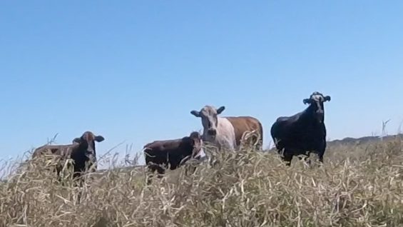 Twists, Turns, Cows and Berms …
