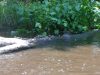 Wekiva River JetSki Adventure