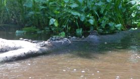 Wekiva River JetSki Adventure